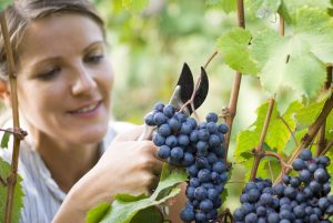 La Festa della Vendemmia