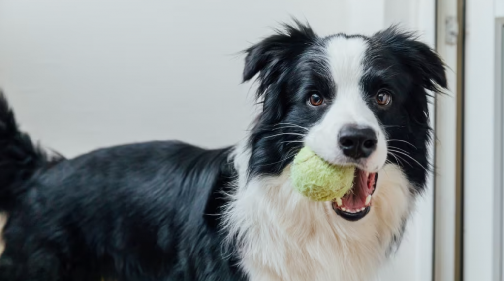 Giornata mondiale del cane